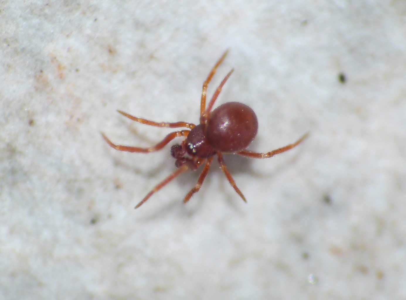 Minuscolo Theridiidae (?) rosso